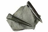 Two Jurassic Belemnite (Passaloteuthis) Fossils - Germany #177625-1